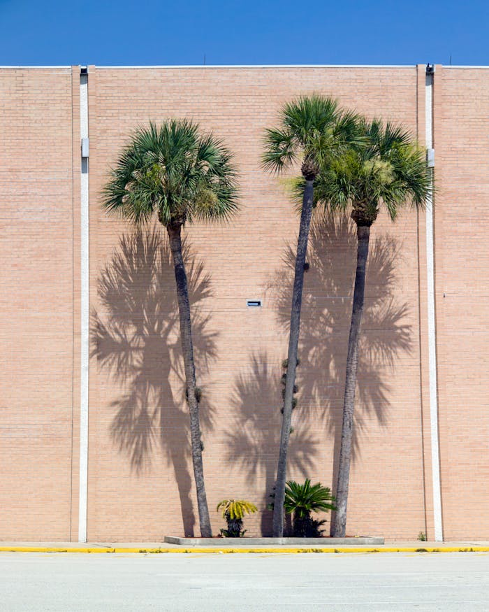 Services Palms cast their shadows against a brick wall.