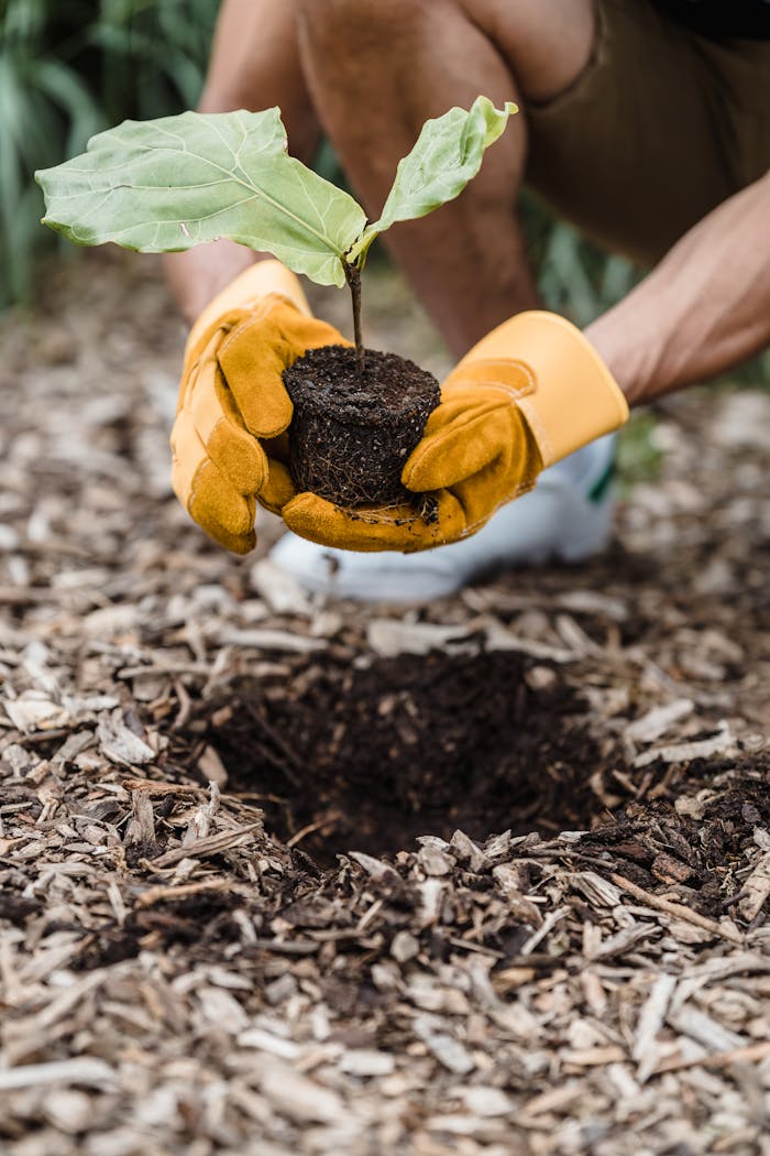 About Man wearing gloves plants a seedling outdoors, promoting new life and sustainability.